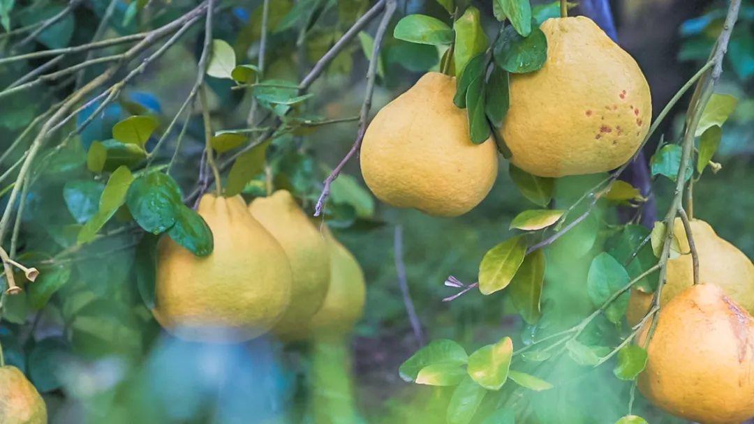 什么叫富硒柚子茶（柚子茶叫富硒吗）-硒宝网