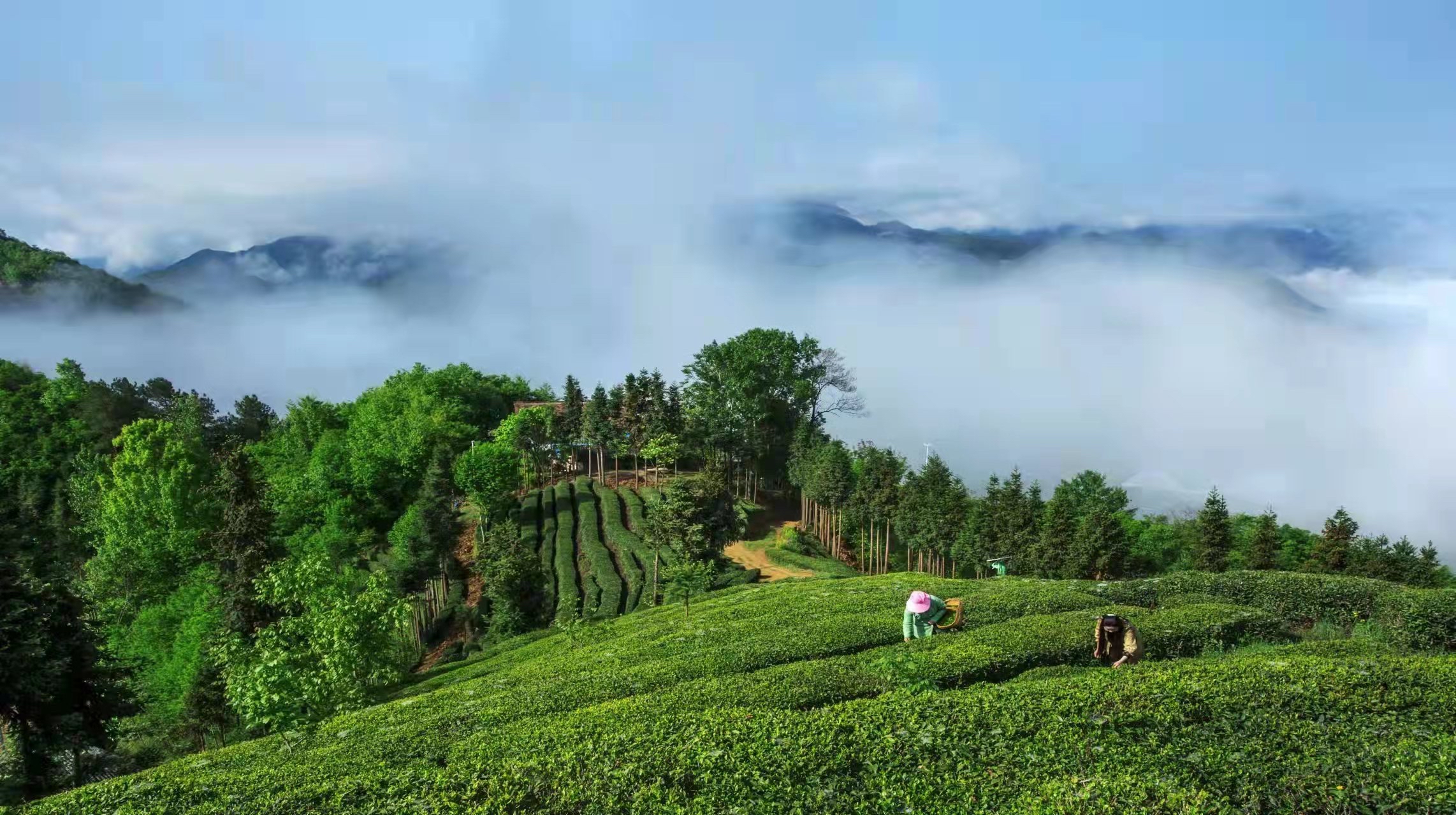 北京富硒茶多少钱(茶钱富硒北京哪里有卖)-硒宝网