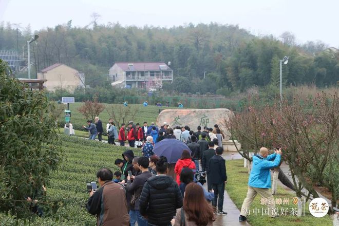 紫阳富硒茶金晓琴（紫阳富硒茶价格）-硒宝网