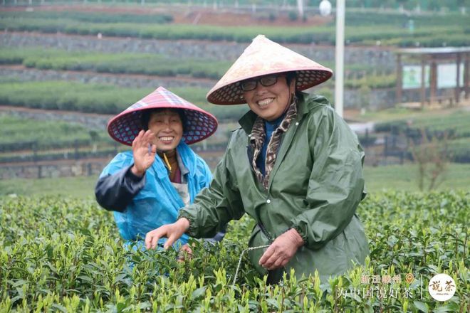紫阳富硒茶金晓琴（紫阳富硒茶价格）-硒宝网