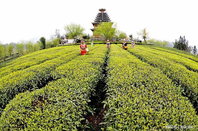 恩施富硒茶春之然(恩施富硒茶)-硒宝网