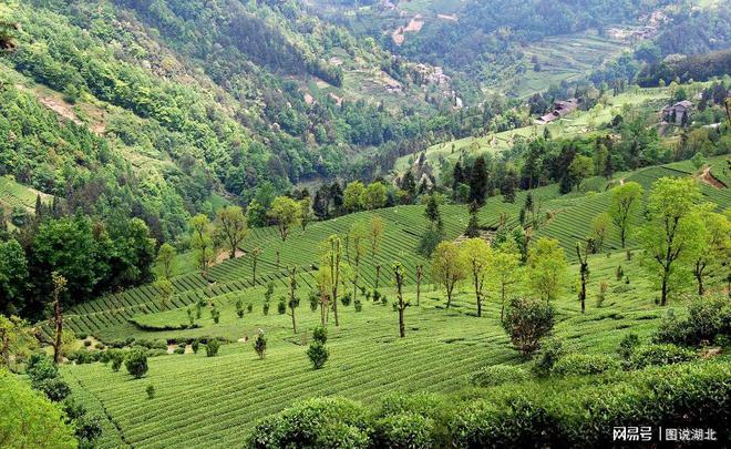 恩施富硒茶春之然(恩施富硒茶)-硒宝网
