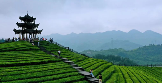 利川红富硒茶贵吗(贵茶红富硒利川有卖吗)-硒宝网