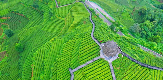 利川红富硒茶贵吗(贵茶红富硒利川有卖吗)-硒宝网