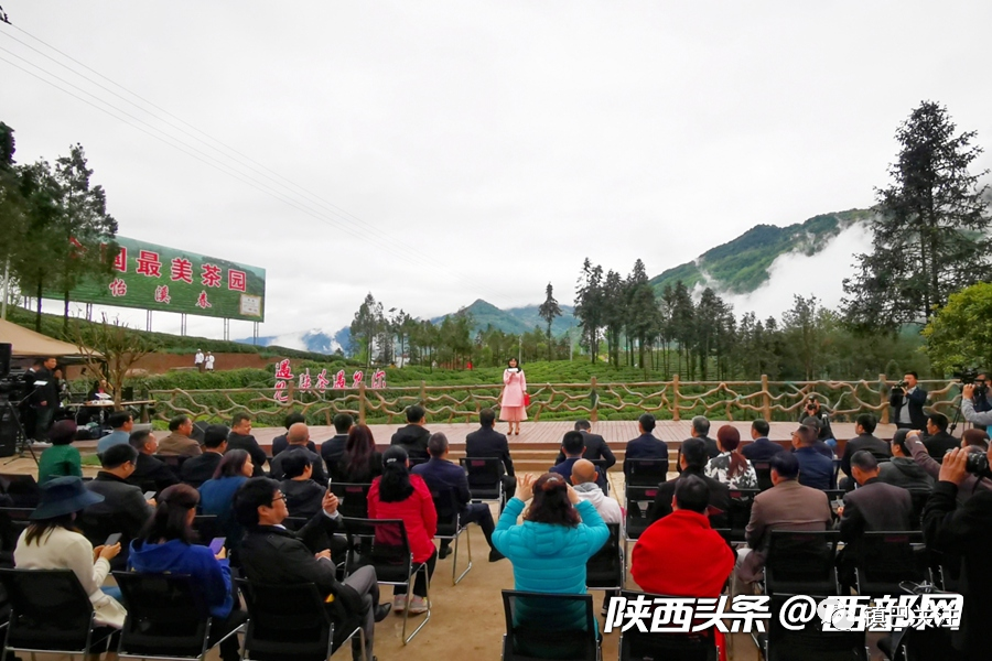 陕西富硒茶多少度（陕西富硒茶属于什么茶）-硒宝网