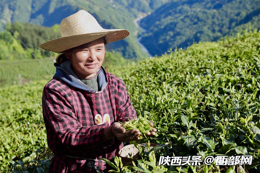 陕西富硒茶多少度（陕西富硒茶属于什么茶）-硒宝网