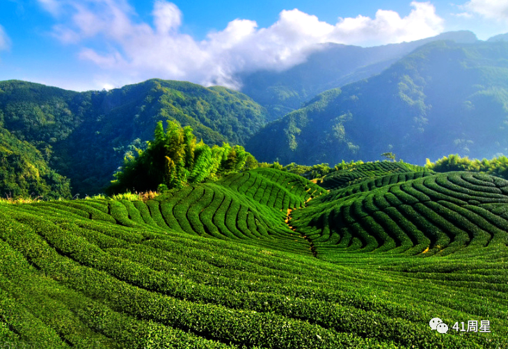 富硒茶含有蛋白质（蛋白质茶含有富硒吗）-硒宝网