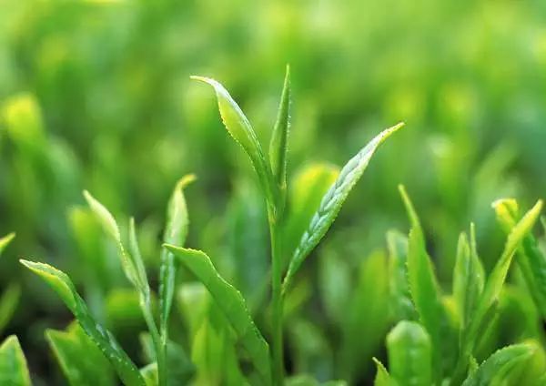 富硒茶含有蛋白质(茶中蛋白质的作用)-硒宝网