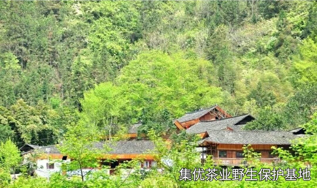 富硒茶含有蛋白质(茶中蛋白质的作用)-硒宝网