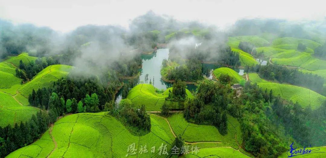 梁中树恩施富硒茶(恩施富硒茶简介)-硒宝网