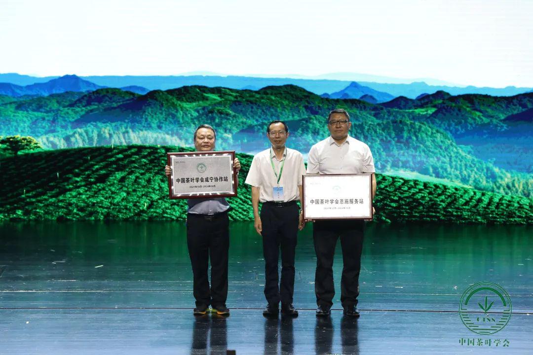 梁中树恩施富硒茶(恩施富硒茶简介)-硒宝网