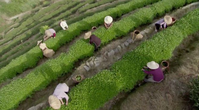 开阳富硒茶专卖店(开阳富硒茶叶)-硒宝网