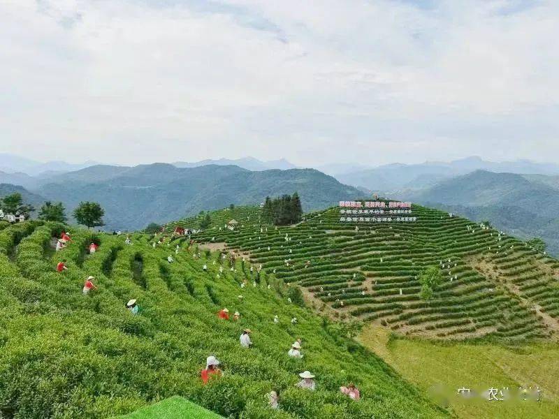 福建省安溪富硒茶(福建省安溪茶叶)-硒宝网