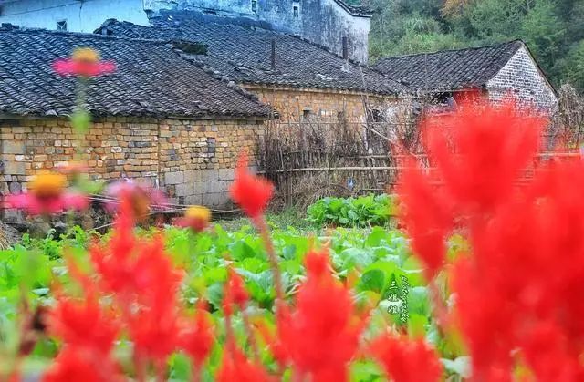 池州仙寓山富硒茶(池州市仙寓山富硒大山村休闲游)-硒宝网