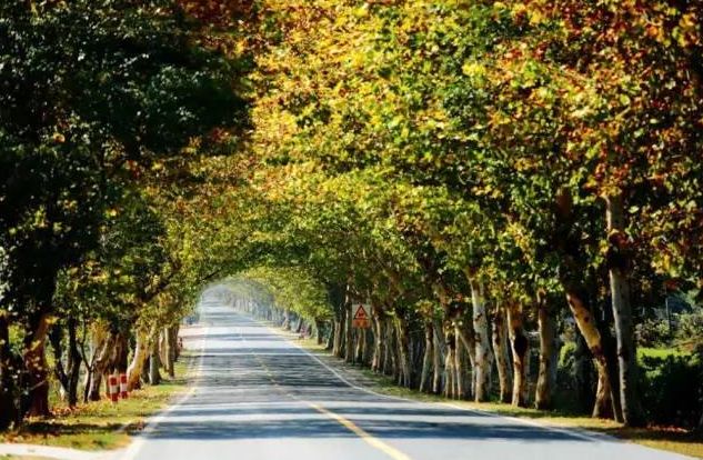 池州仙寓山富硒茶(池州市仙寓山富硒大山村休闲游)-硒宝网