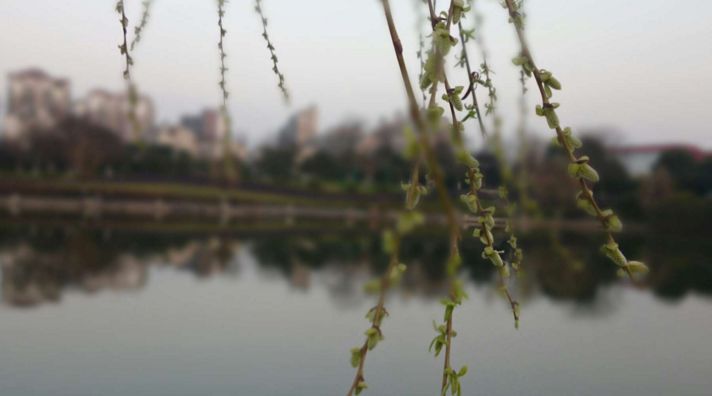 池州仙寓山富硒茶(池州市仙寓山富硒大山村休闲游)-硒宝网