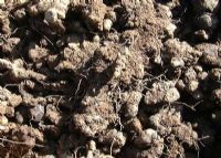 岚皋莲花路富硒茶（莲花茶的价格）-硒宝网