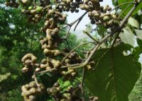 岚皋莲花路富硒茶（莲花茶的价格）-硒宝网