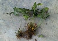 岚皋莲花路富硒茶（莲花茶的价格）-硒宝网