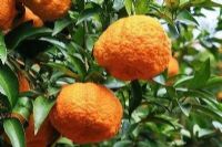 岚皋莲花路富硒茶（莲花茶的价格）-硒宝网