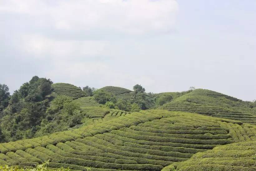 达州市富硒茶产地(巴中富硒茶)-硒宝网