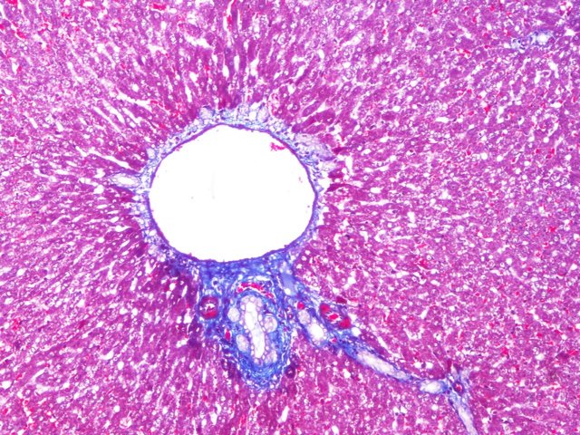 富硒黑苦荞茶排名（富硒黑苦荞多少钱一斤）-硒宝网