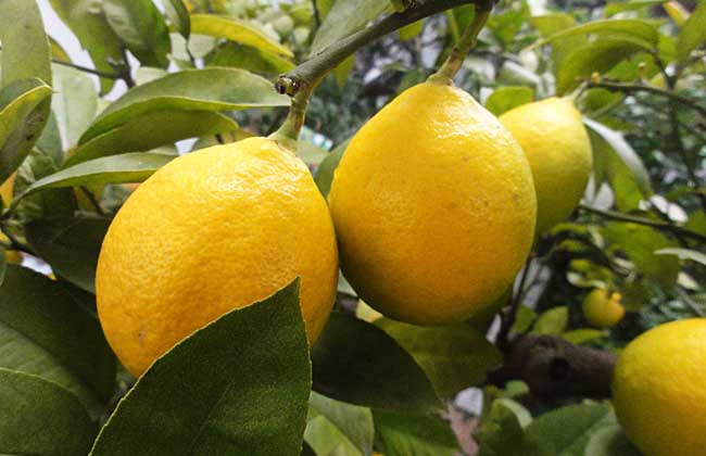 资阳富硒茶出产地（富硒茶产地哪里）-硒宝网