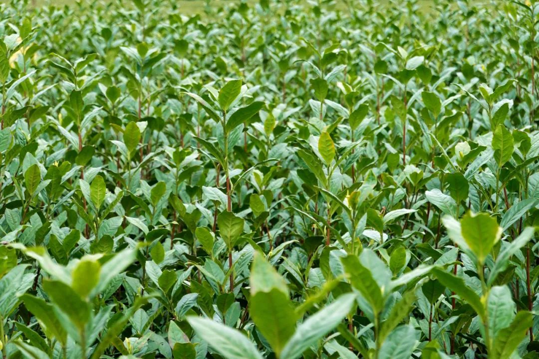 什么地方富硒茶好(富硒茶庄)-硒宝网