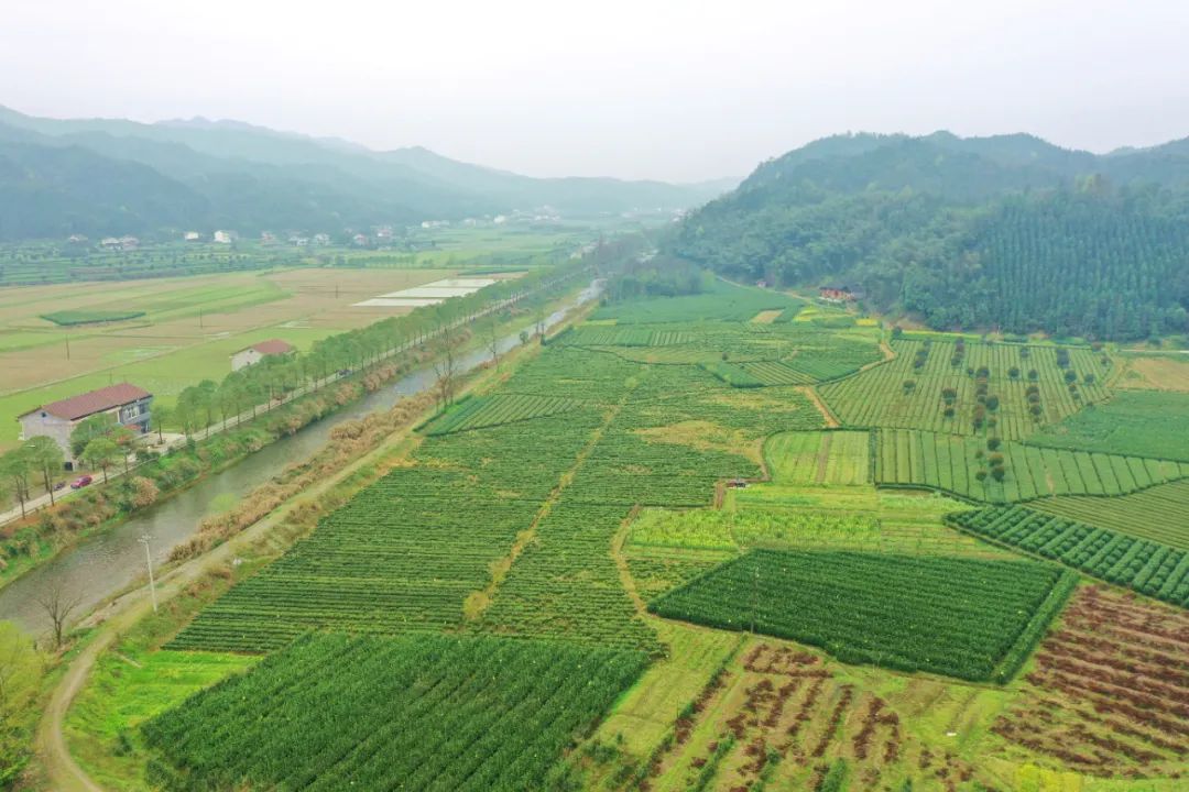 什么地方富硒茶好(富硒茶庄)-硒宝网