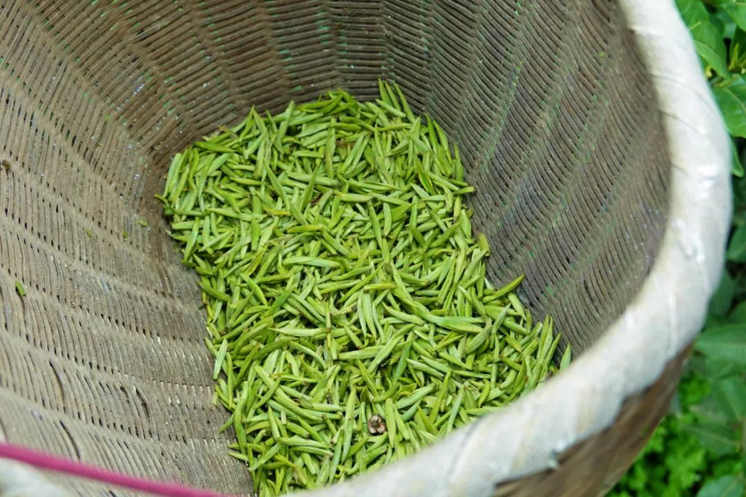 什么地方富硒茶好(富硒茶庄)-硒宝网