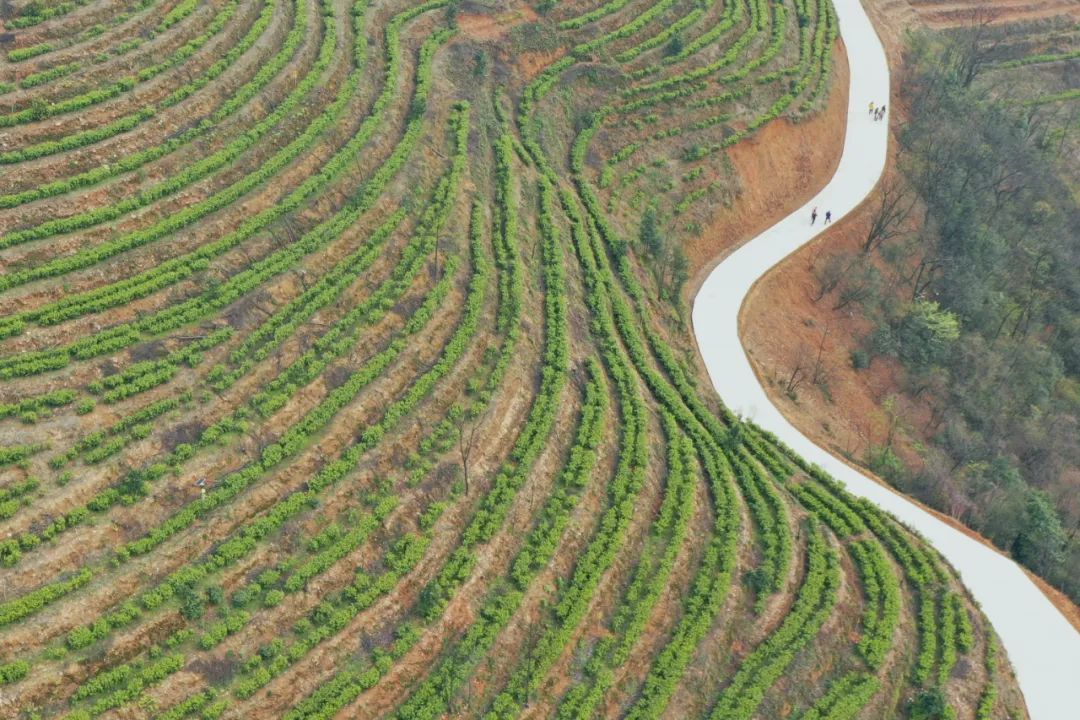 什么地方富硒茶好(富硒茶庄)-硒宝网