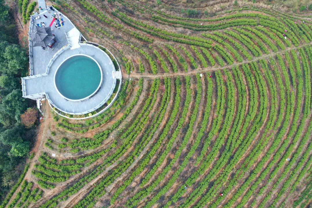 什么地方富硒茶好(富硒茶庄)-硒宝网