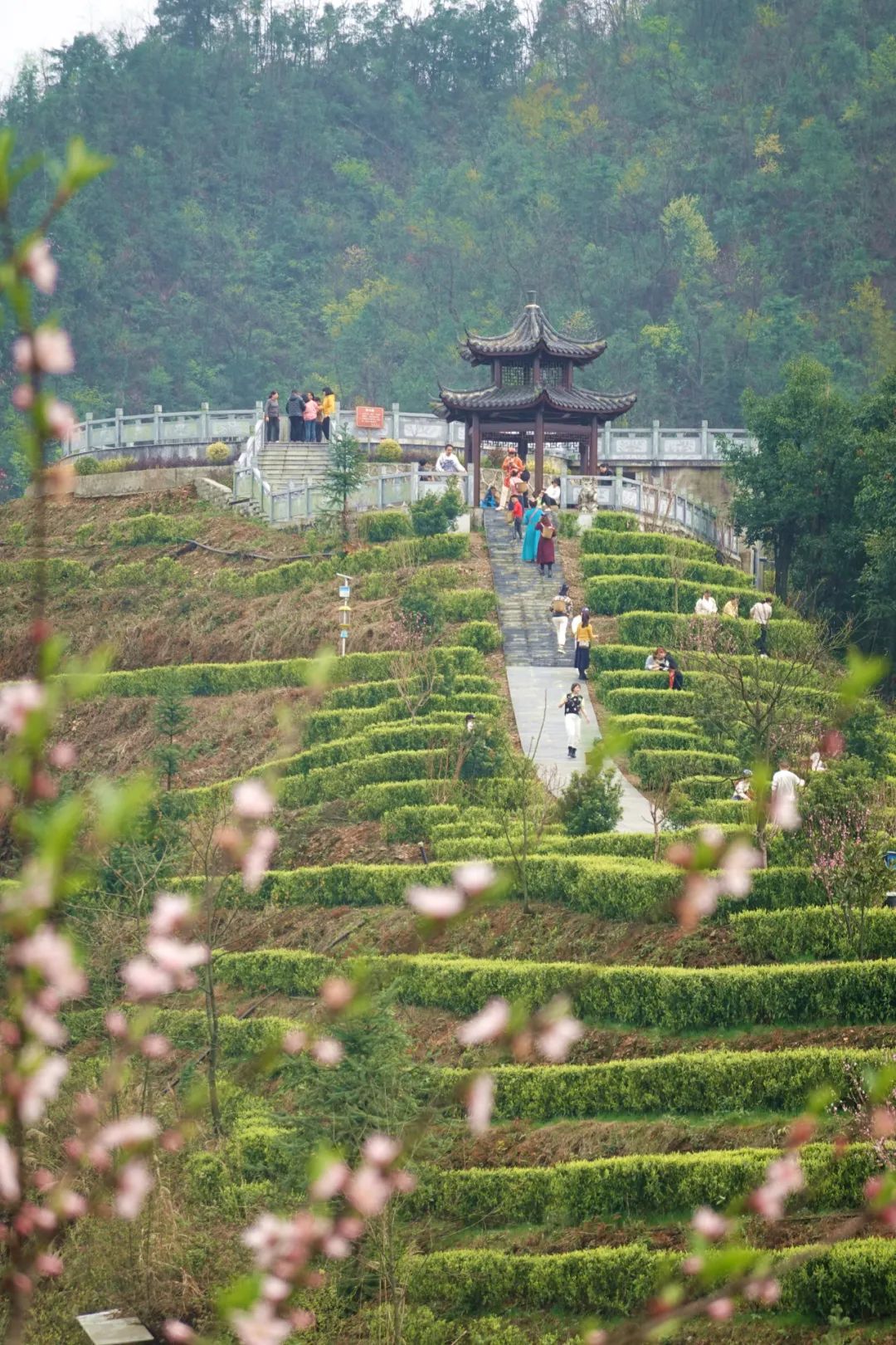什么地方富硒茶好(富硒茶庄)-硒宝网
