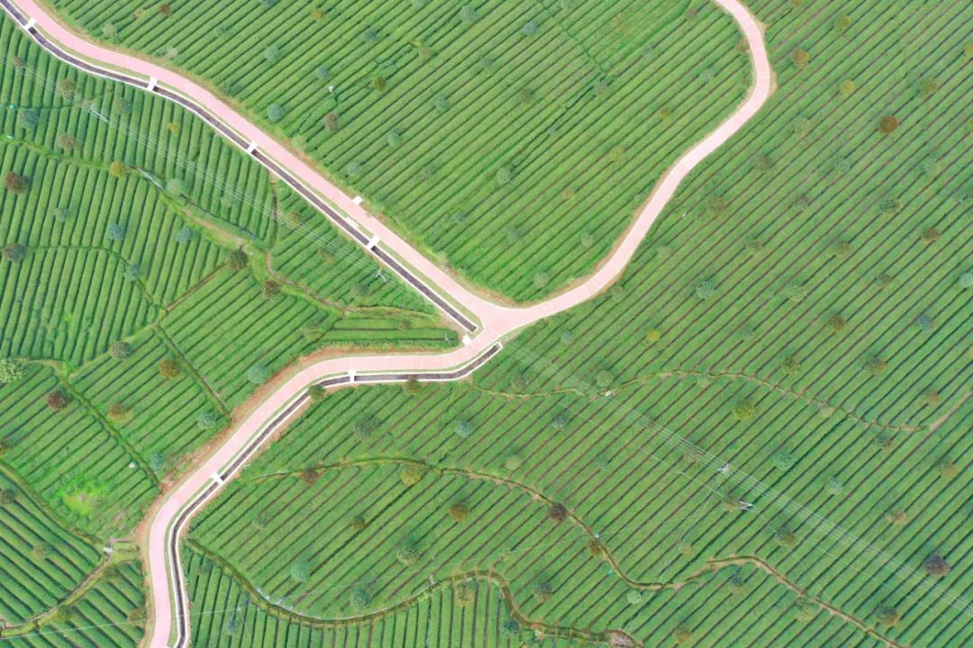 什么地方富硒茶好(富硒茶庄)-硒宝网