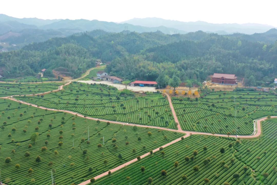 什么地方富硒茶好(富硒茶庄)-硒宝网