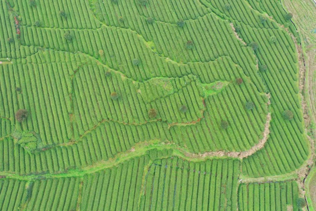 什么地方富硒茶好(富硒茶庄)-硒宝网