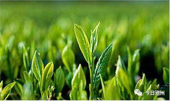 云雾富硒茶怎么样（云雾茶的好处）-硒宝网
