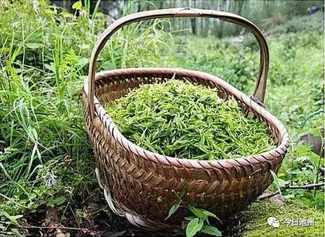 云雾富硒茶怎么样（云雾茶的好处）-硒宝网