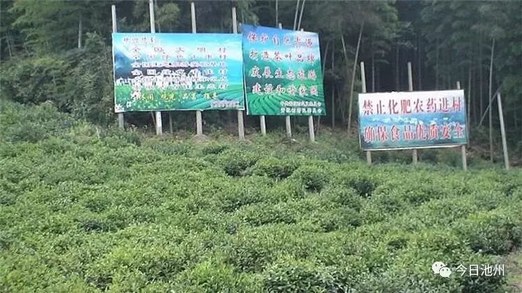 云雾富硒茶怎么样（云雾茶的好处）-硒宝网