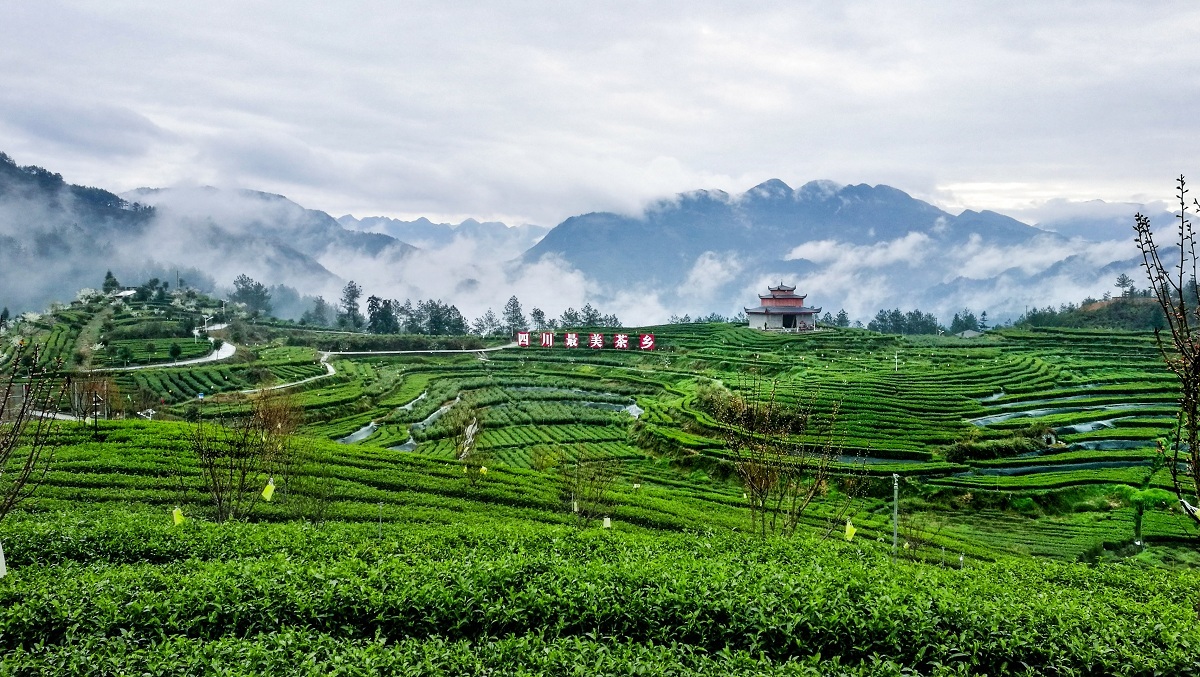 富硒茶专用有机肥（茶叶富硒）-硒宝网