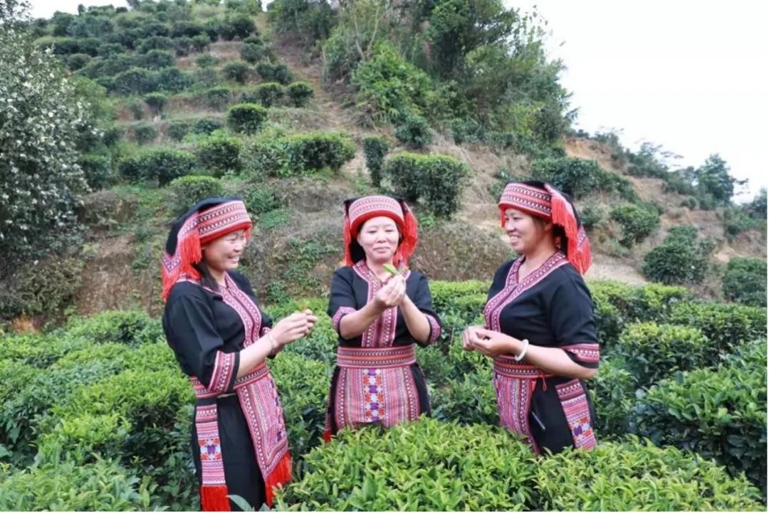 云雾富硒茶怎么样(云雾茶的价格)-硒宝网