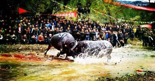 贵阳开阳县富硒茶（开阳富硒茶地理标志）-硒宝网