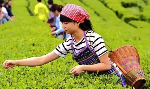 开阳禾丰乡富硒茶(开阳富硒茶t6体验店)-硒宝网