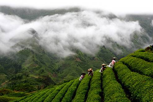 开阳禾丰乡富硒茶(开阳富硒茶t6体验店)-硒宝网