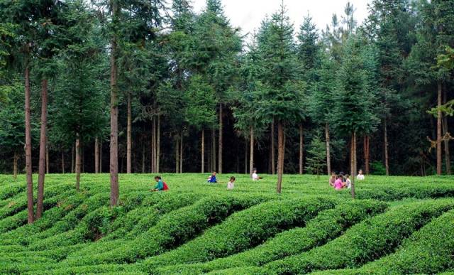 开阳禾丰乡富硒茶(开阳富硒茶t6体验店)-硒宝网