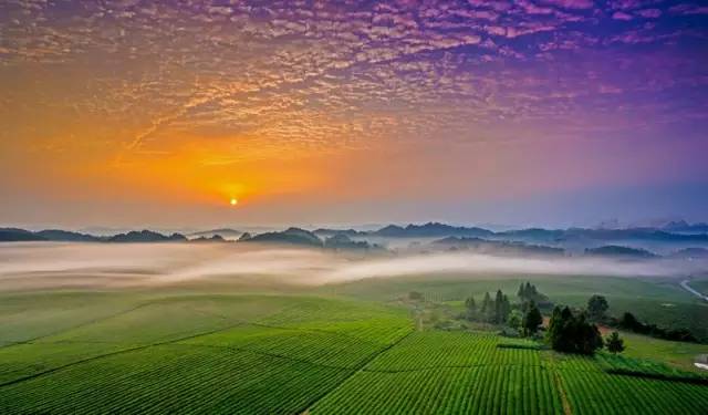 开阳禾丰乡富硒茶(开阳富硒茶t6体验店)-硒宝网