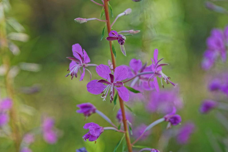 富硒青钱柳嫩叶茶(富硒青钱柳茶珍)-硒宝网