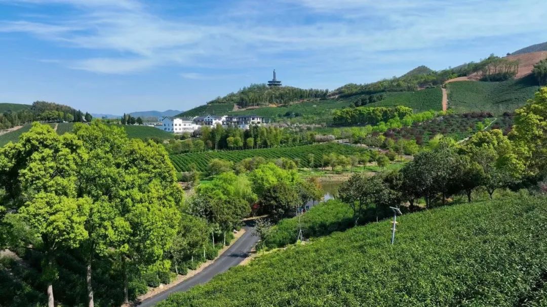 早春富硒茶策划案(早春茶茶语)-硒宝网