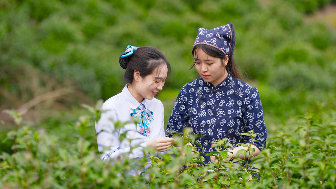早春富硒茶策划案(早春茶茶语)-硒宝网