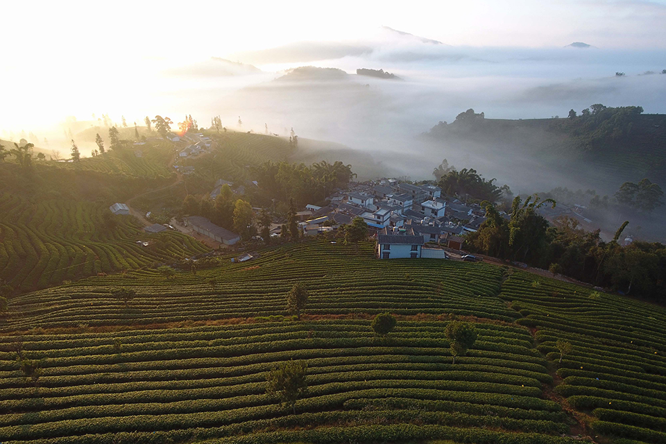 富硒茶专用有机肥(专用茶肥机富硒有什么作用)-硒宝网
